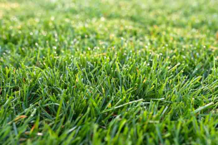 Turf-type tall fescue has a hairy ligule.