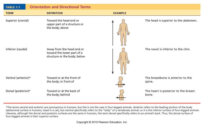 Label each of the directional arrows.