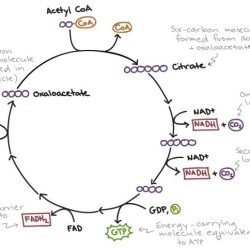 Glycolysis and krebs cycle pogil