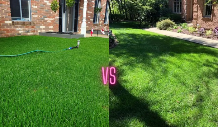 Fescue tall turf grass lawn type types lawns weed purdue kentucky improved leaf tips lawnstarter