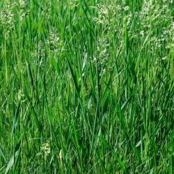 Turf-type tall fescue has a hairy ligule.