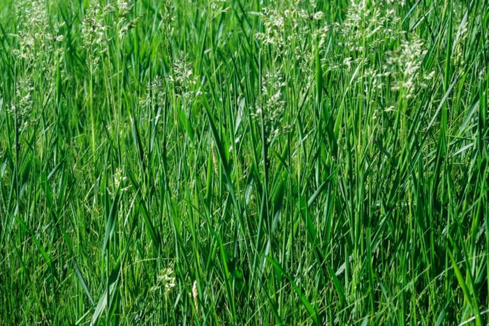 Turf-type tall fescue has a hairy ligule.