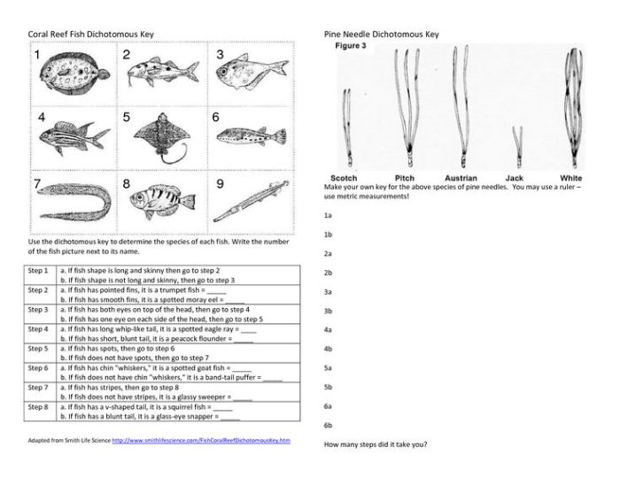 Practice classification using dichotomous keys answers