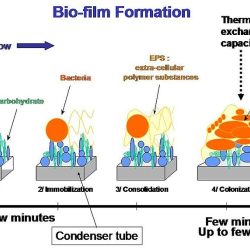 Bacterial biofilms biofilm structure composition health environnement properties nutrients