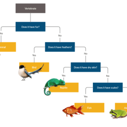 Practice classification using dichotomous keys answers