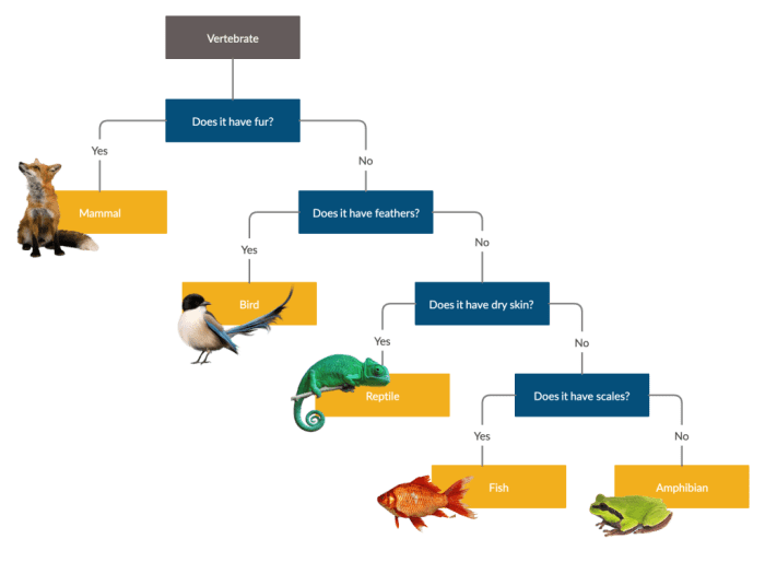 Practice classification using dichotomous keys answers