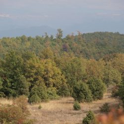 Mediterranean forests