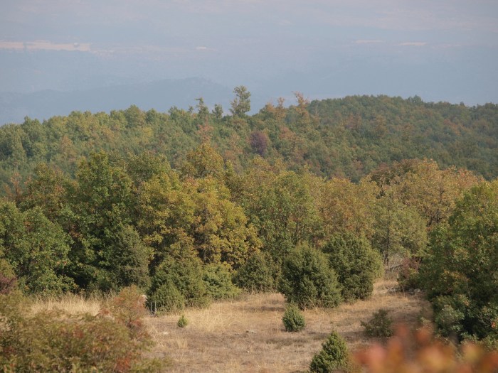 Mediterranean forests