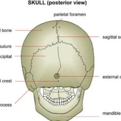 The mastoid process cannot be palpated on a living person