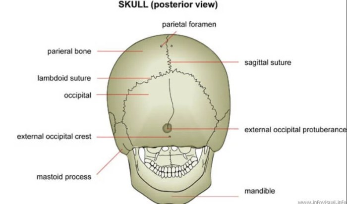 The mastoid process cannot be palpated on a living person