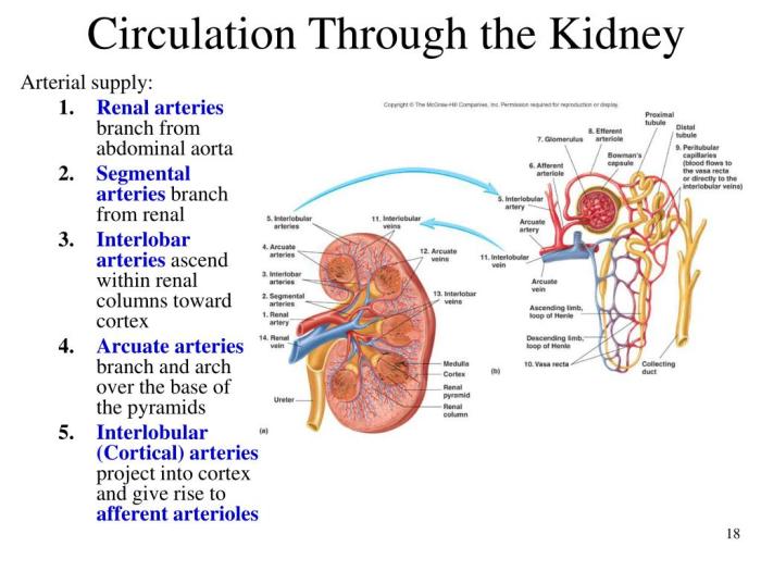 Procedure 1 tracing substances through the kidney