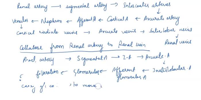 Procedure 1 tracing substances through the kidney