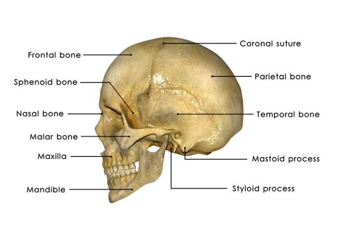 The mastoid process cannot be palpated on a living person